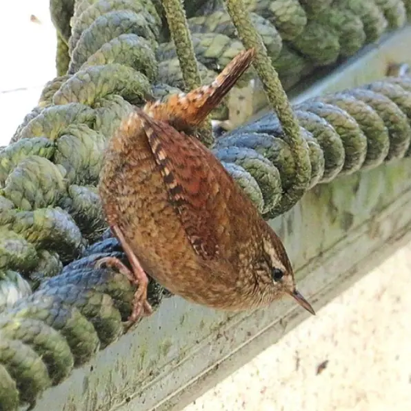 A Wren sitting on a rope